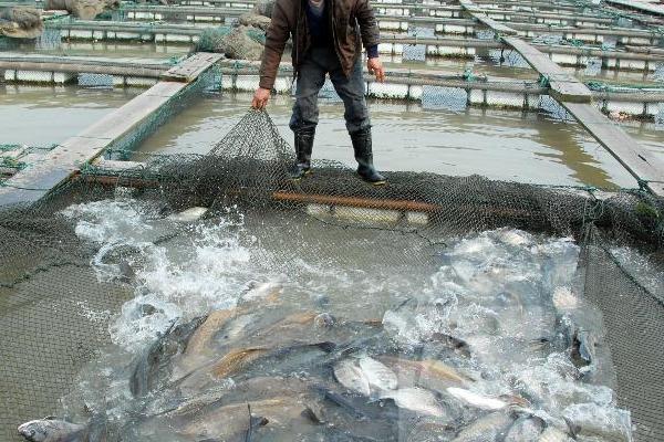 淡水鲈鱼养殖技术
