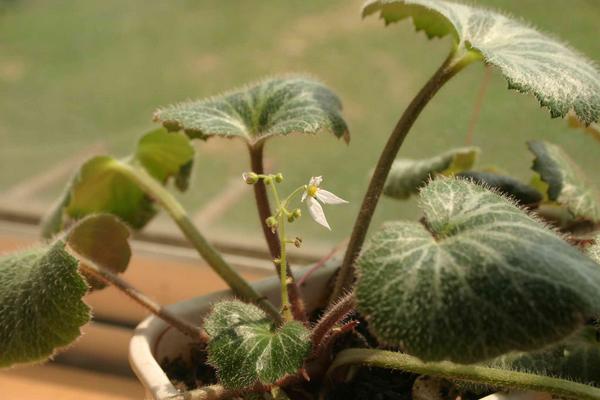 虎耳草图片大全 虎耳草花语及寓意