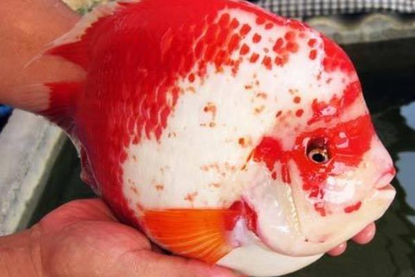 红元宝鹦鹉鱼多少钱一条 元宝鹦鹉鱼怎么养能起头