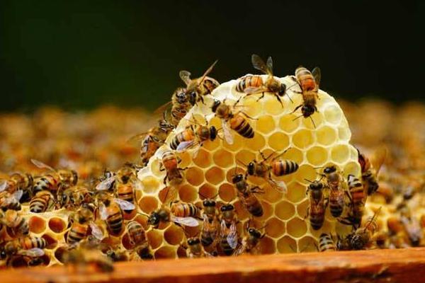 养殖蜜蜂如何对付蜜蜂的天敌