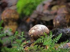 松茸可以种植吗,松茸怎么种