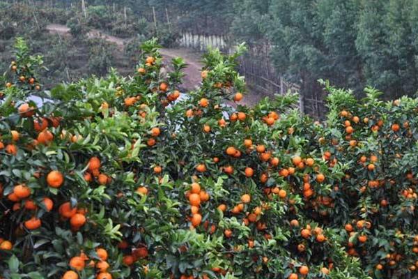 2018种砂糖橘赚钱吗？砂糖橘种植的利润与投资成本及前景预测