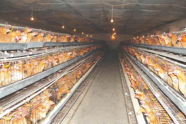 蛋鸡产蛋期的饲养管理方案