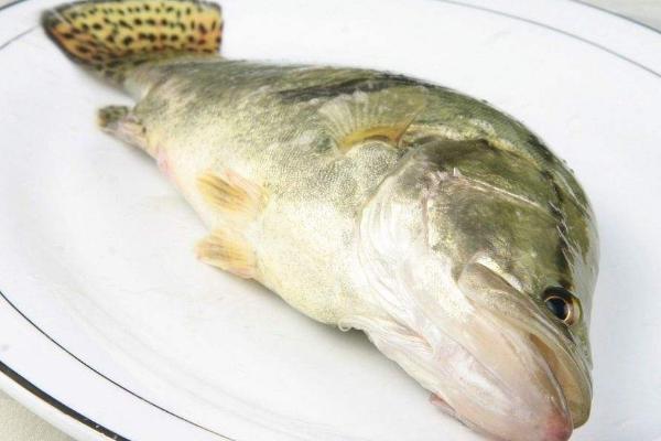 桂鱼市场价格多少钱一斤 如何选购桂鱼