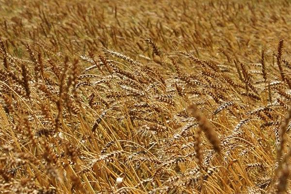 2018种小麦赚钱吗？小麦种植的利润与投资成本及前景预测