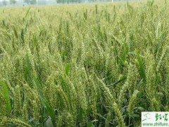 种小麦施腊肥有讲究