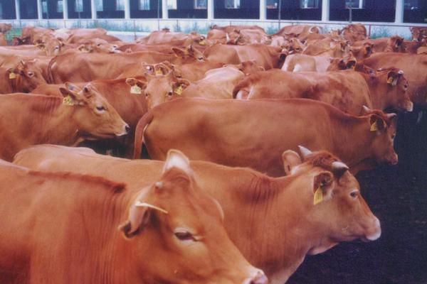 2018养牛赚钱吗？养牛的利润与投资成本及前景预测