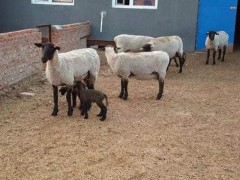 圈养羊的羊舍建设方法,圈养羊的成功经验