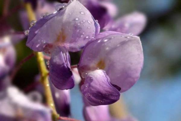 紫藤花图片大全 紫藤花花语及寓意