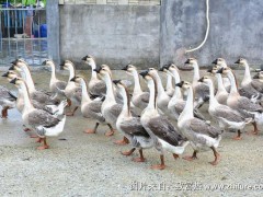 养鸭和养鹅的利润