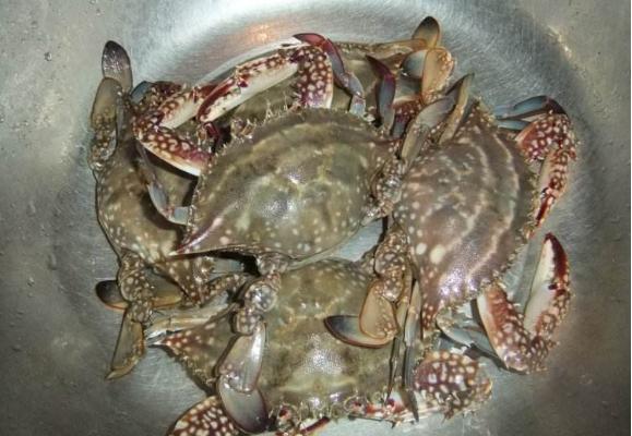 海蟹市场价格多少钱一斤 海蟹怎么洗干净