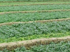 豆瓣菜是什么种出来的,豆瓣菜能在旱地种植吗