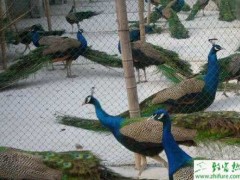 养殖蓝孔雀育雏后期的饲养管理