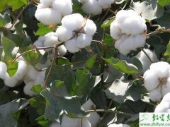 种棉花苗期病虫的防治