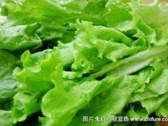 2018种生菜赚钱吗?生菜种植的利润与投资成本及前