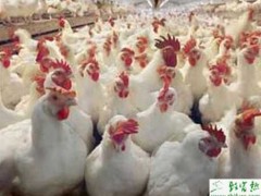 养殖白羽肉鸡减少雏鸡死亡的有效措施