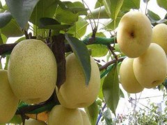 黄金梨苗市场价格多少钱一棵,,黄金梨的栽培要点