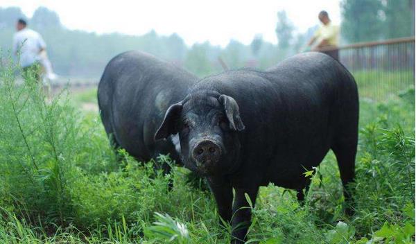 黑猪市场价格多少钱一斤 黑猪一般多少钱一头