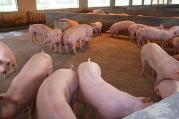 农村养猪30头赚多少钱
