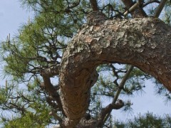 松树奇生市场价格多少钱一斤,松树奇生的功效与