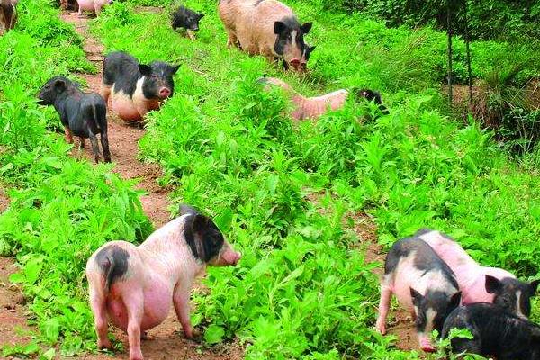  2015养香猪赚钱吗？2015香猪养殖前景及市场价格分析