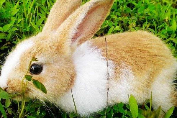 养兔子的风险有哪些？