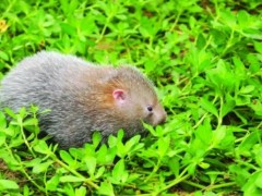竹鼠一年繁殖几次,竹鼠一年生几胎,竹鼠怀孕有什