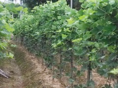 粉葛的种植方法与日常管理,肥水管理是保证高产