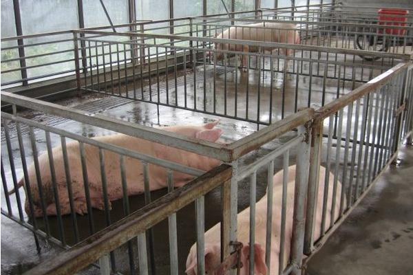 种公猪市场价格多少钱一斤（头） 现在的种公猪如何选择