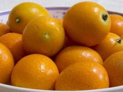 金钱橘市场价格多少钱一斤,金钱橘产地在哪里