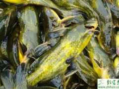 养殖黄颡鱼饵料的人工驯养的经验
