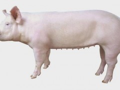 二元母猪市场价格多少钱一斤,,二元母猪什么品种