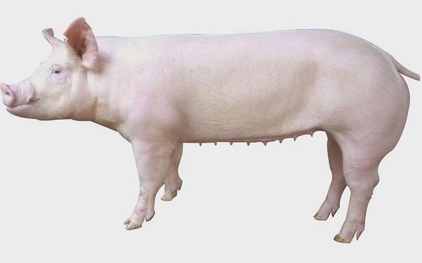 二元母猪市场价格多少钱一斤 二元母猪什么品种好