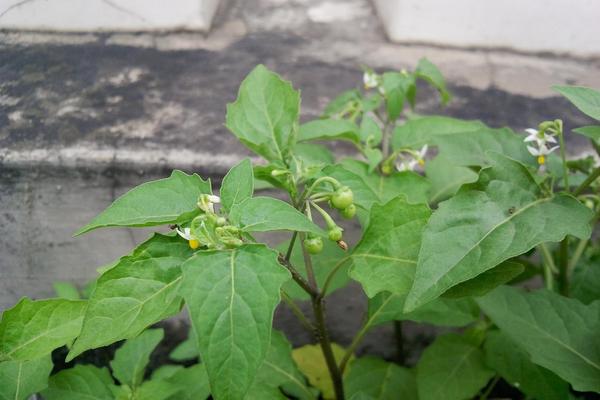 白花菜市场价格多少钱一斤 白花菜产地在哪里