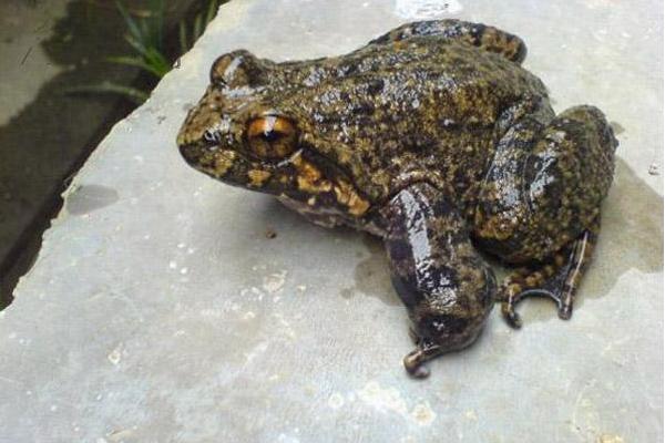 石蛙的生长周期