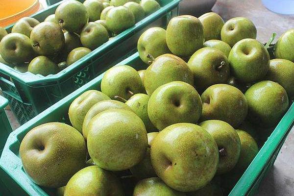 庄行蜜梨市场价格多少钱一斤 庄行蜜梨上市时间
