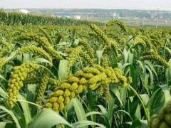 谷子种植时间,春谷4月夏谷6月