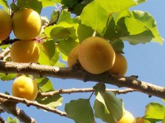 杏树什么时候移栽?春秋都可移植,但秋天最佳