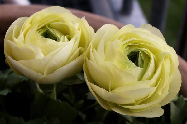 花毛茛种子怎么种 花毛茛种子<a href=https://www.dadasou.com/ny/zhongzhi/ target=_blank class=infotextkey>种植</a>方法与注意事