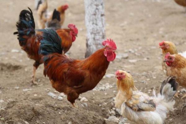 散养鸡网围栏价格多少钱一米 散养鸡用什么围网