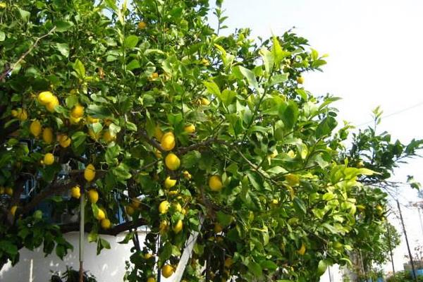 柠檬树苗市场价格多少钱一棵 家里种柠檬树好吗