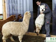 养殖羊驼日常料理及疾病防治