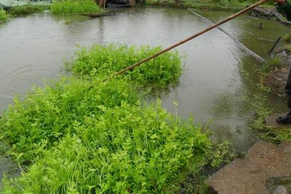 水芹菜市场价格多少钱一斤 水芹菜产地在哪里