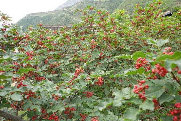 2018种花椒赚钱吗？花椒种植的利润与投资成本及前景预测