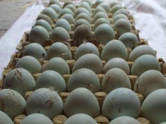 鸭蛋市场价格多少钱一斤,鸭蛋怎么挑选
