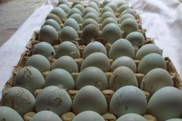 鸭蛋市场价格多少钱一斤 鸭蛋怎么挑选