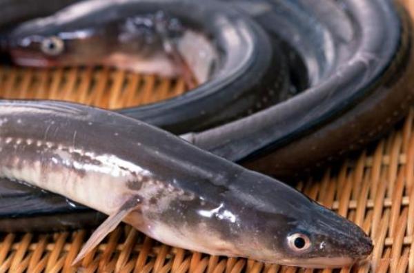 海鳗鱼市场价格多少钱一斤 海鳗鱼的营养价值