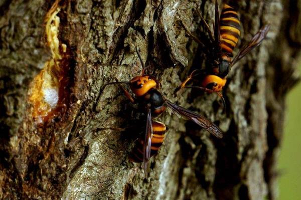 胡蜂养殖技术 胡蜂有蜂蜜吗