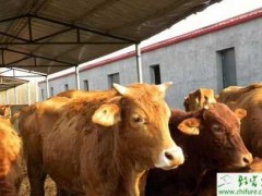 春季养牛需要防三种病