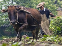 黄牛苗市场价格多少钱一头,小黄牛养殖技术